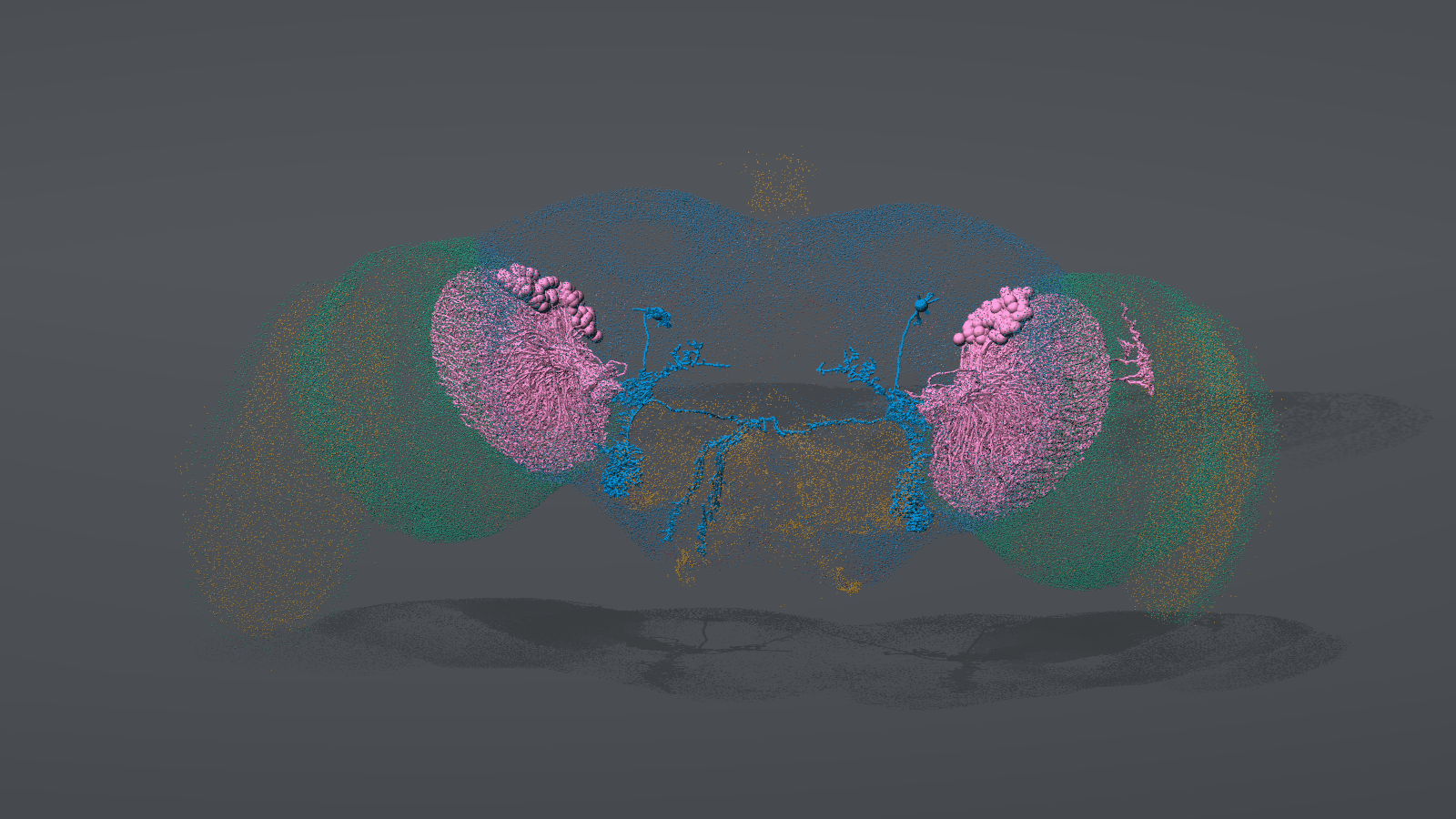 The escape circuit, LPLC2 to DNp01, inside the brain's neuropil surfaces