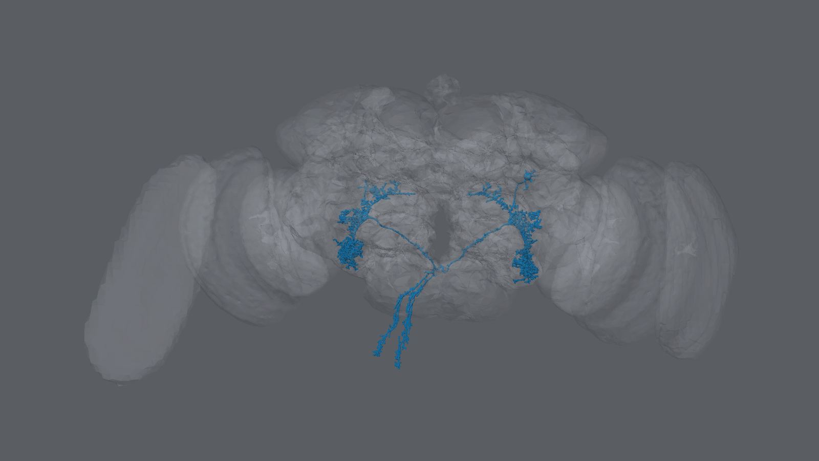 The two DNp01 descending neurons inside the brain's neuropil surfaces