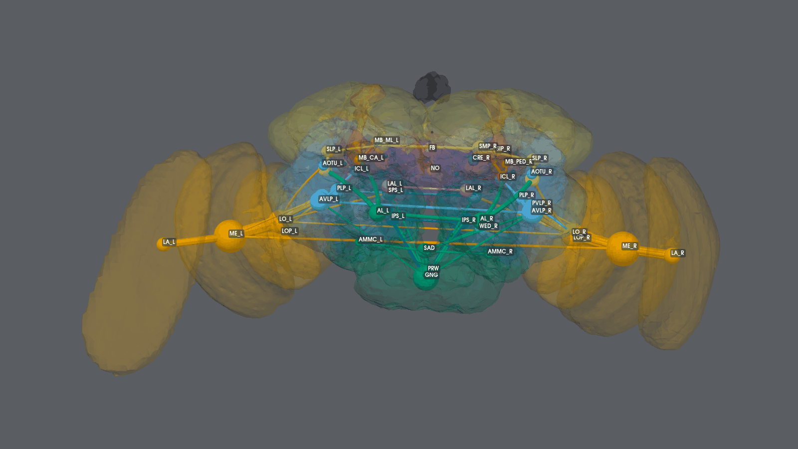 Neuropil flow across the whole brain, strongest 100 pairs