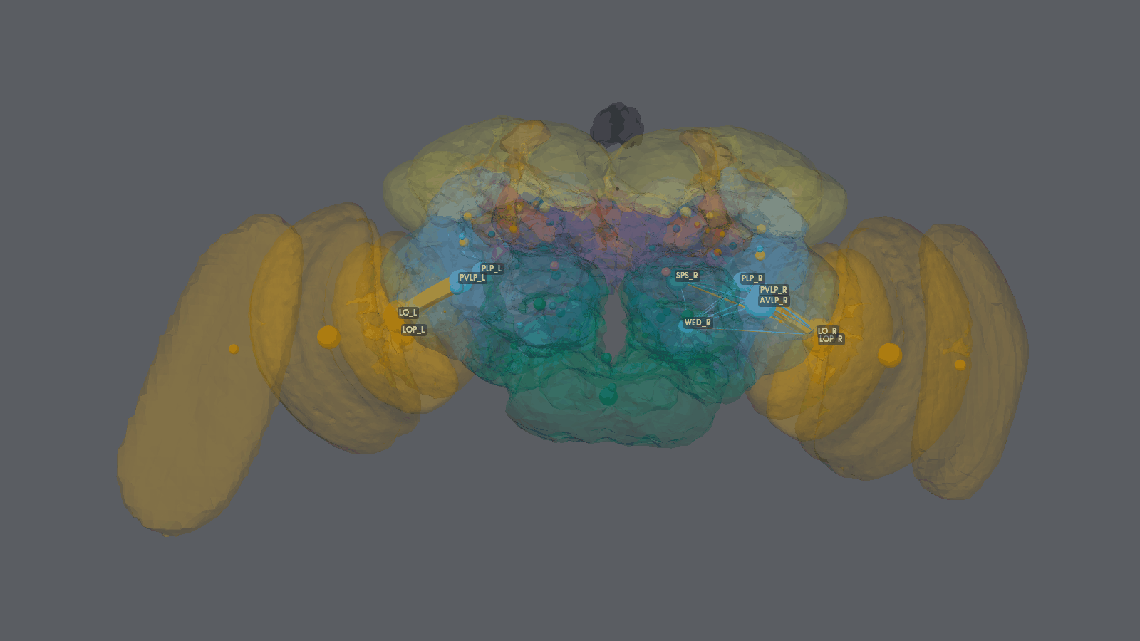 Neuropil flow carried by the 104 LC4 neurons