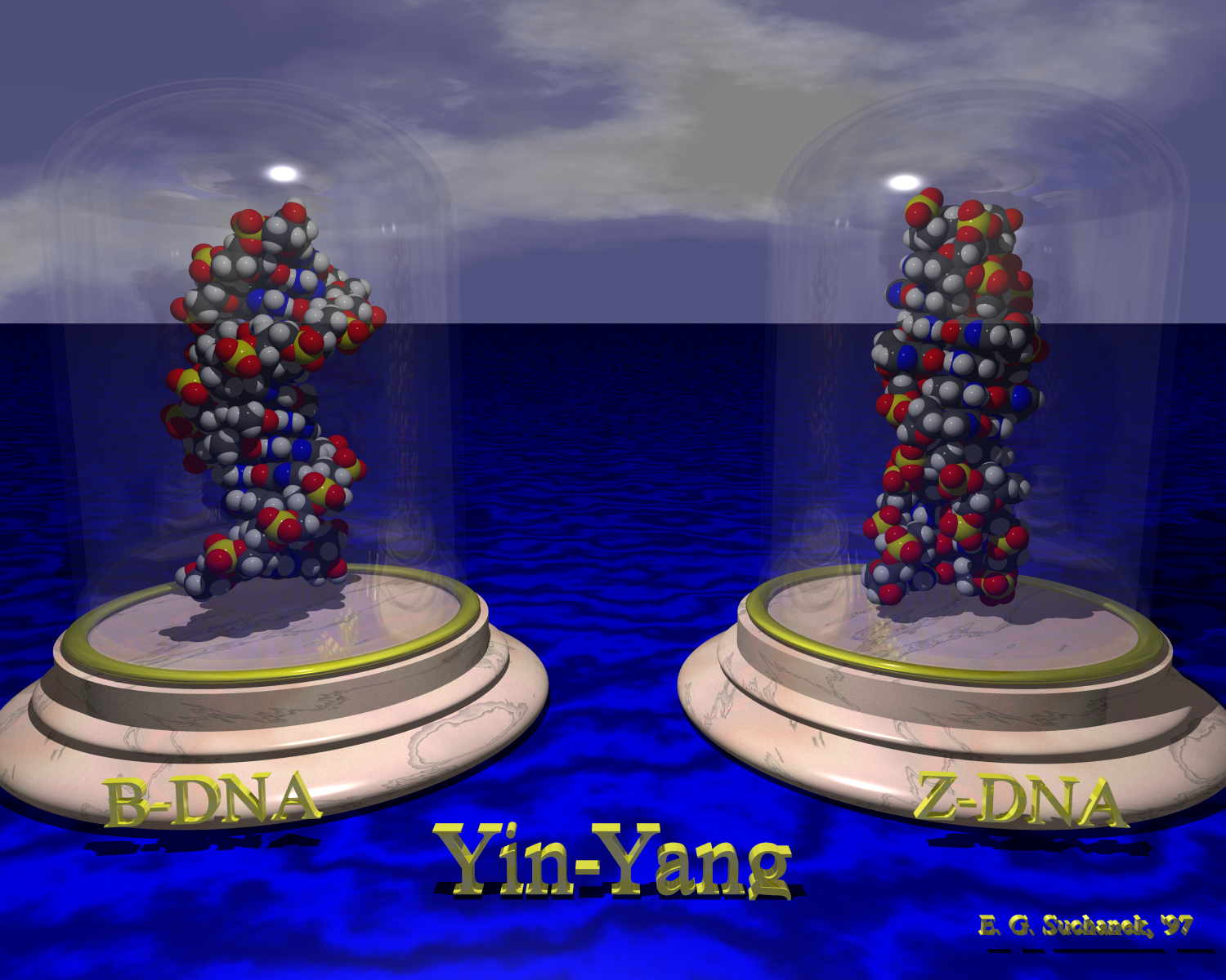 B-DNA and Z-DNA side by side