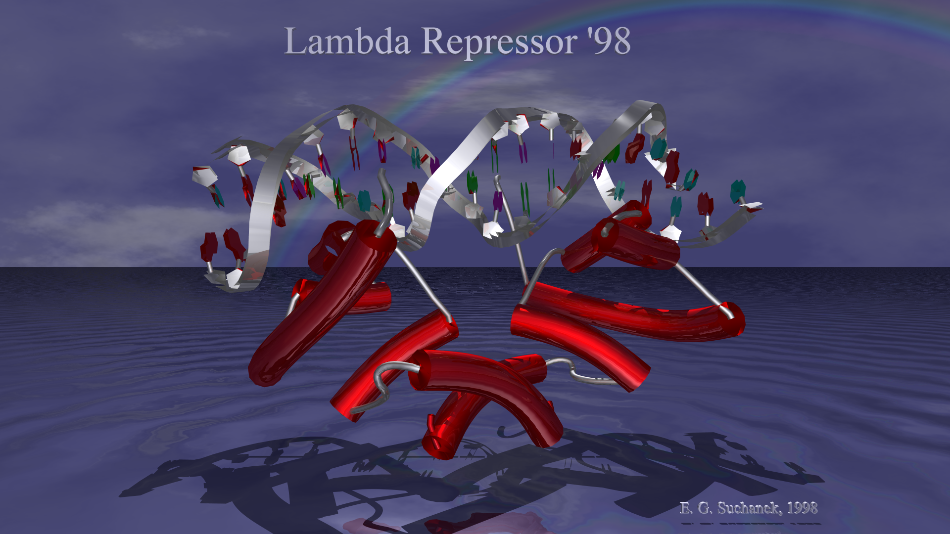 Lambda repressor, main scene